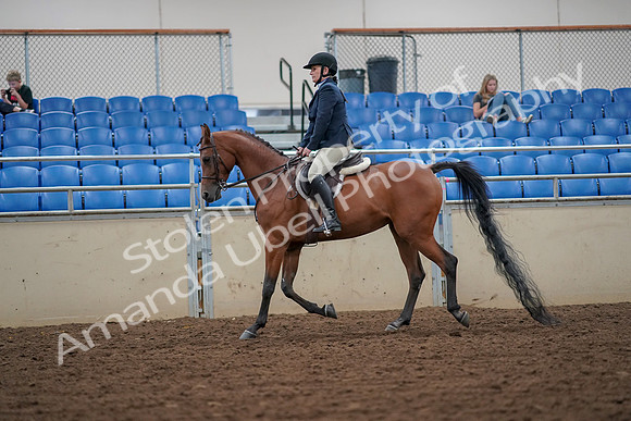 2019 Morgan Horse Show - Aug 30, 2019 - 16254