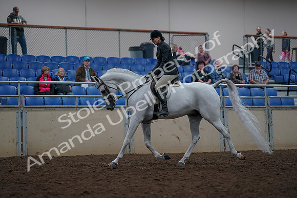 2019 Morgan Horse Show - Aug 31, 2019 - 15895