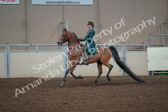 2019 Morgan Horse Show - Sept 01, 2019 - 13474