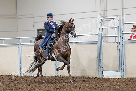 2020 - AB Morgan Horse - Fri, Sept 04 - 08066