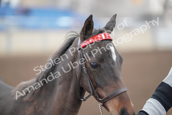 2019 Morgan Horse Show - Aug 31, 2019 - 00236