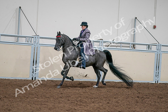 2020 - AB Morgan Horse - Sat, Sept 05 - 13705