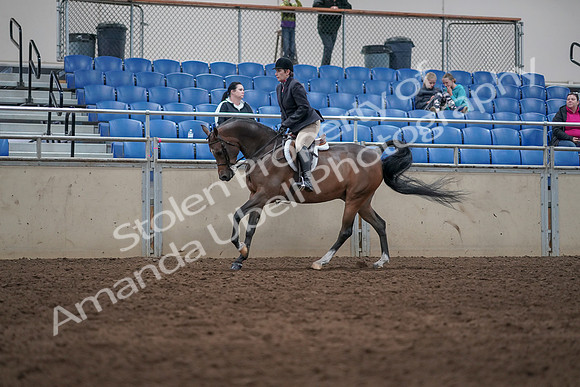 2019 Morgan Horse Show - Sept 01, 2019 - 08722