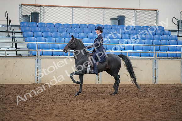 2019 Morgan Horse Show - Aug 30, 2019 - 12174
