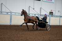 2020 - AB Morgan Horse - Fri, Sept 04 - 01058