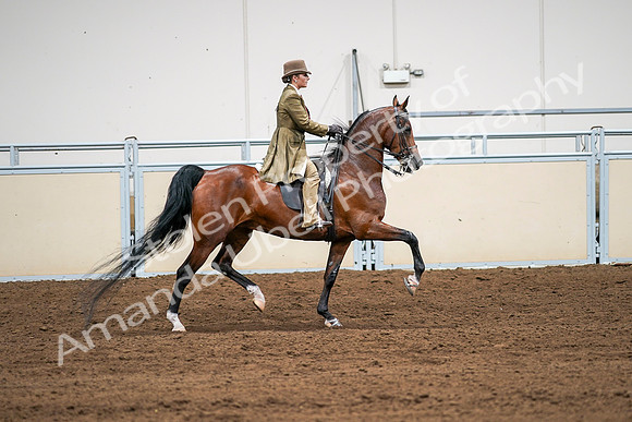 2020 - AB Morgan Horse - Sat, Sept 05 - 08209