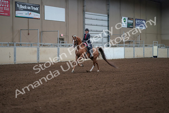 2019 Morgan Horse Show - Sept 01, 2019 - 12101