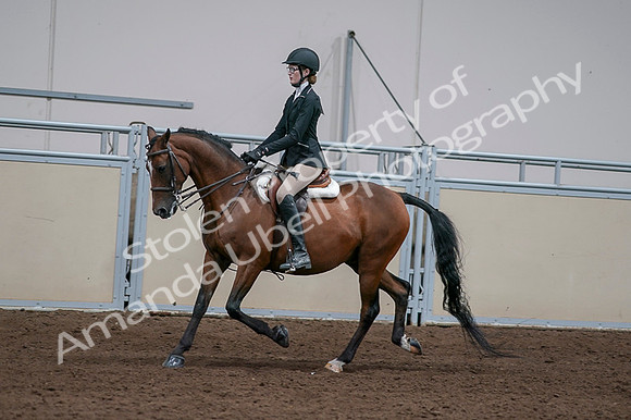 2020 - AB Morgan Horse - Fri, Sept 04 - 05935