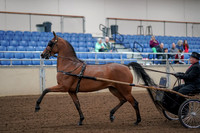 2019 Morgan Horse Show - Aug 30, 2019 - 13037