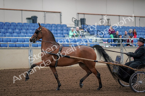 2019 Morgan Horse Show - Aug 30, 2019 - 13037