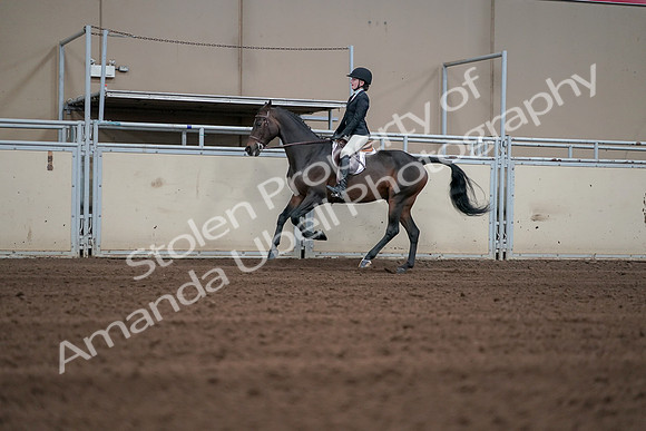 2019 Morgan Horse Show - Sept 01, 2019 - 03721