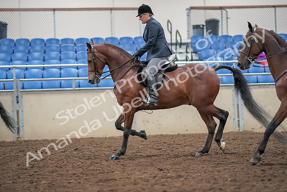 2019 Morgan Horse Show - Aug 30, 2019 - 20114