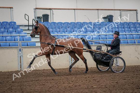 2019 Morgan Horse Show - Aug 30, 2019 - 13195