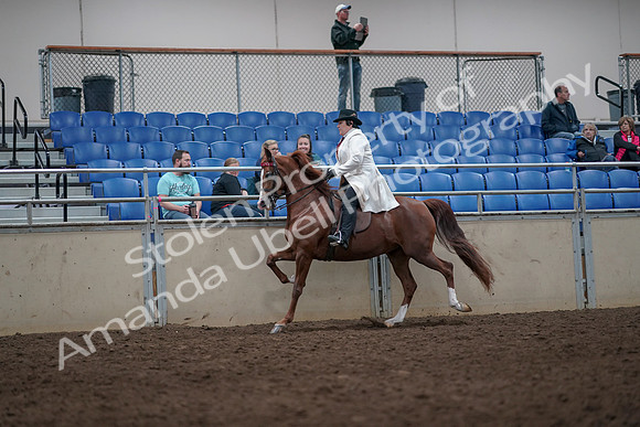 2019 Morgan Horse Show - Aug 31, 2019 - 08673