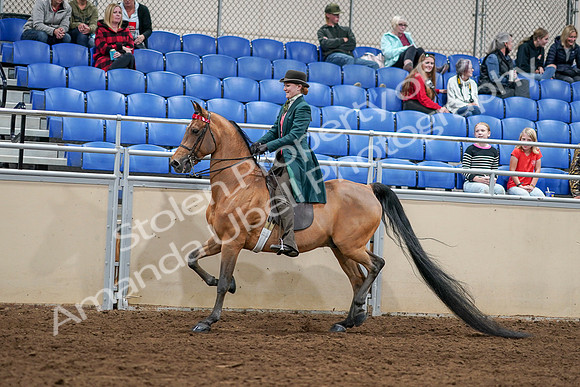 2020 - AB Morgan Horse - Sat, Sept 05 - 13592