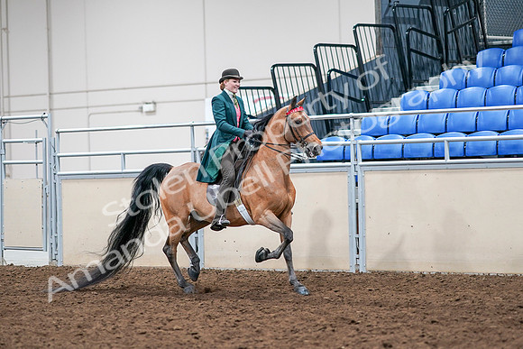 2020 - AB Morgan Horse - Sat, Sept 05 - 14023