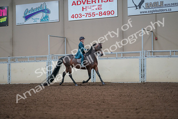 2019 Morgan Horse Show - Aug 30, 2019 - 18004