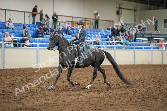 2020 - AB Morgan Horse - Sat, Sept 05 - 13570