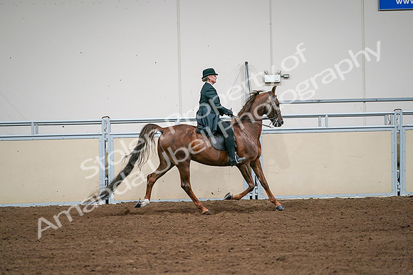 2020 - AB Morgan Horse - Fri, Sept 04 - 08126