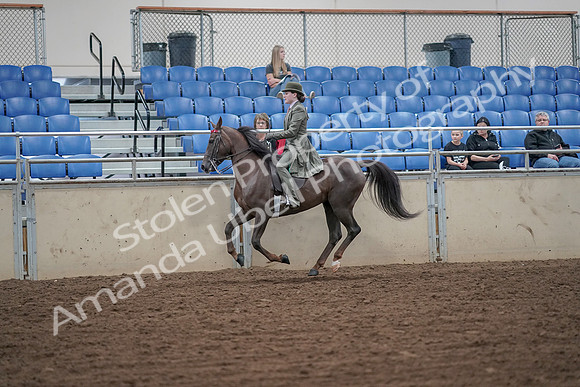 2019 Morgan Horse Show - Aug 30, 2019 - 15594