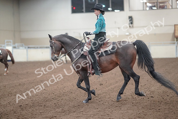 2019 Morgan Horse Show - Sept 01, 2019 - 06983