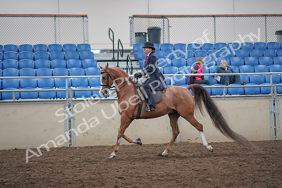2019 Morgan Horse Show - Aug 31, 2019 - 16894