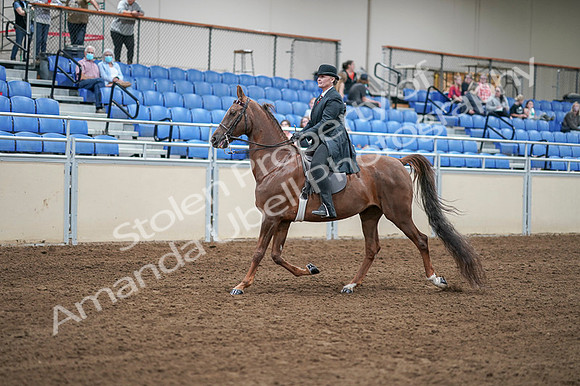 2020 - AB Morgan Horse - Fri, Sept 04 - 07924