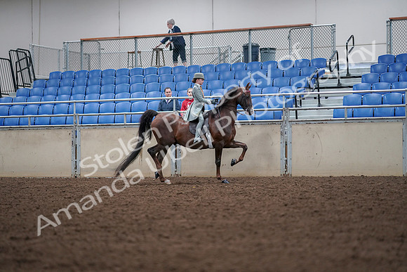 2019 Morgan Horse Show - Aug 30, 2019 - 18104
