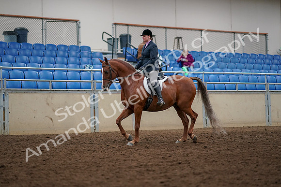 2019 Morgan Horse Show - Aug 30, 2019 - 22205