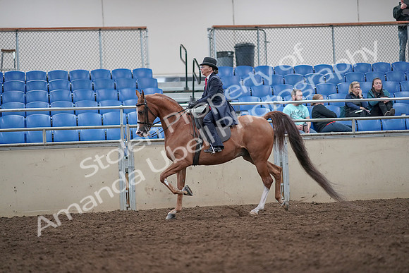 2019 Morgan Horse Show - Aug 31, 2019 - 08663