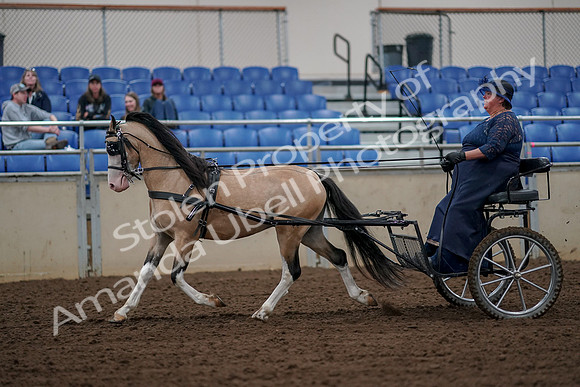 2019 Morgan Horse Show - Aug 30, 2019 - 13221