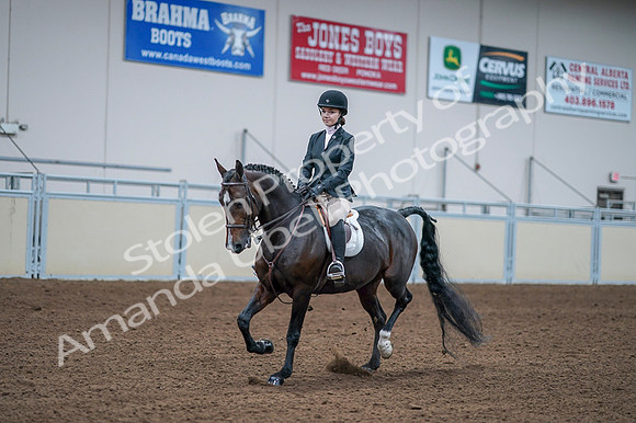 2020 - AB Morgan Horse - Fri, Sept 04 - 06171