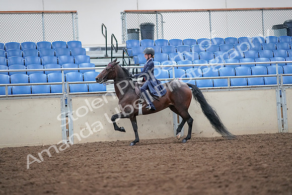2019 Morgan Horse Show - Aug 30, 2019 - 17870