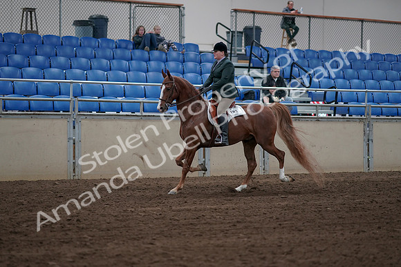 2019 Morgan Horse Show - Sept 01, 2019 - 12255