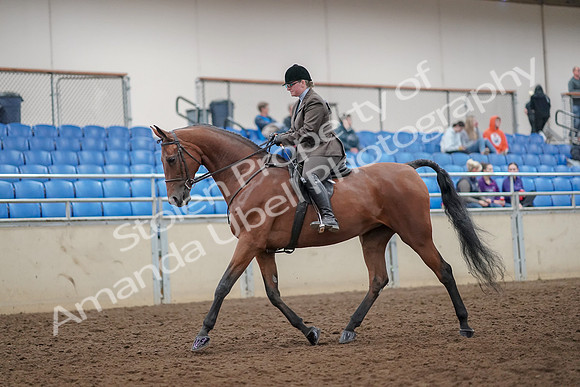 2019 Morgan Horse Show - Aug 30, 2019 - 29205