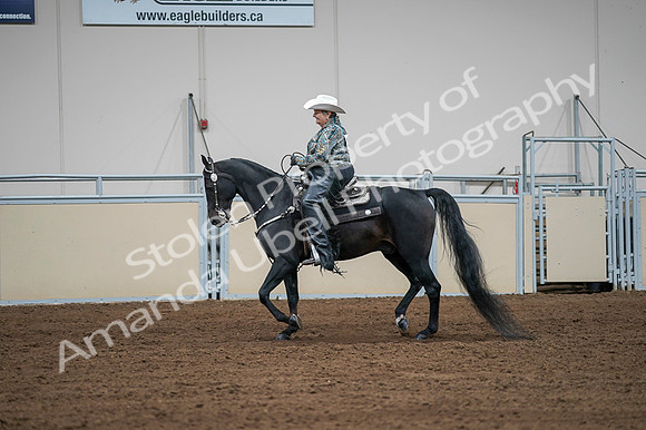 2020 - AB Morgan Horse - Fri, Sept 04 - 03615