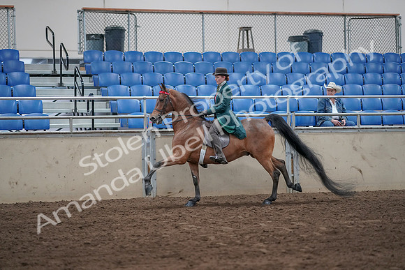 2019 Morgan Horse Show - Sept 01, 2019 - 13271