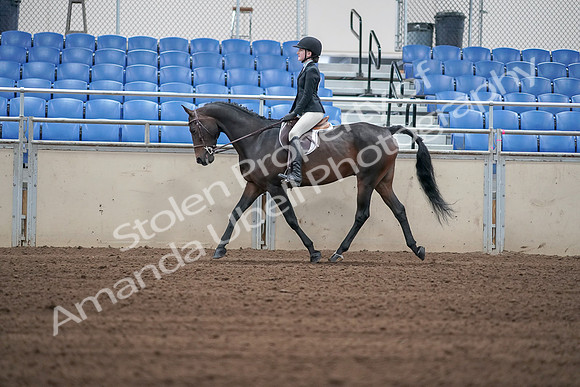 2019 Morgan Horse Show - Sept 01, 2019 - 03710