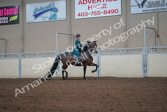 2019 Morgan Horse Show - Aug 30, 2019 - 18001