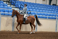 2020 - AB Morgan Horse - Fri, Sept 04 - 02951