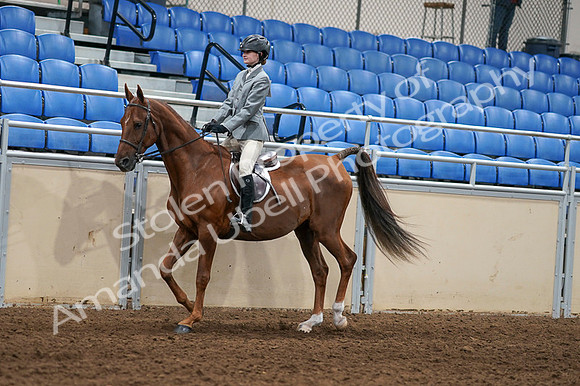 2020 - AB Morgan Horse - Fri, Sept 04 - 02951