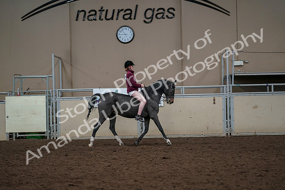 2019 Morgan Horse Show - Aug 30, 2019 - 31439