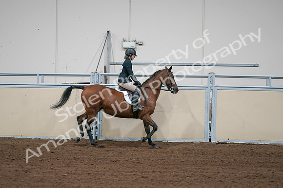 2020 - AB Morgan Horse - Fri, Sept 04 - 02139