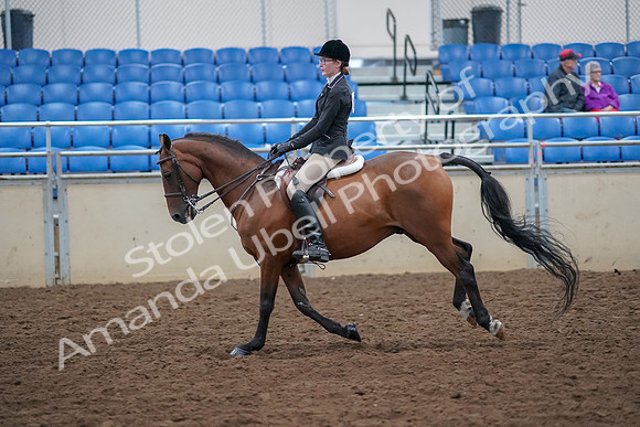 2019 Morgan Horse Show - Aug 30, 2019 - 20619