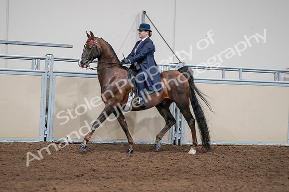 2020 - AB Morgan Horse - Fri, Sept 04 - 07947