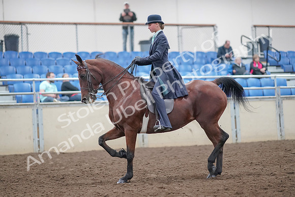 2019 Morgan Horse Show - Aug 31, 2019 - 08499