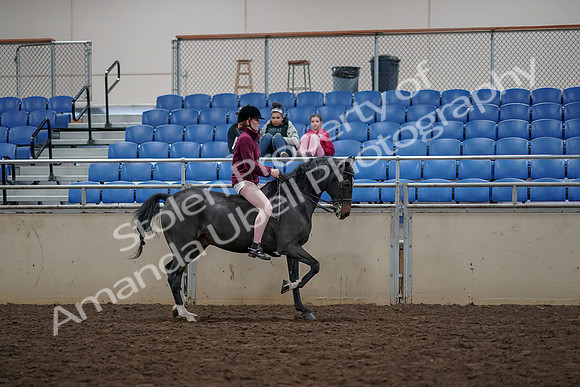 2019 Morgan Horse Show - Aug 30, 2019 - 31365