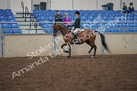 2019 Morgan Horse Show - Aug 30, 2019 - 20352