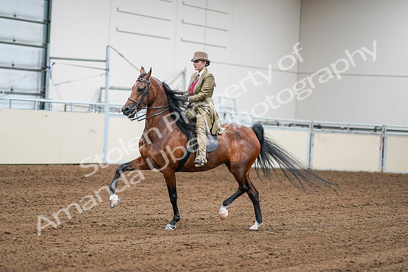 2020 - AB Morgan Horse - Sat, Sept 05 - 08070