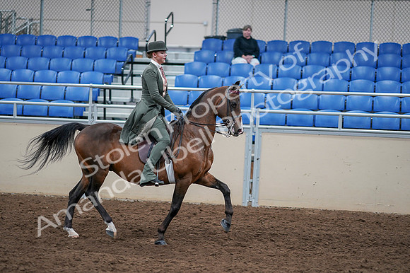 2020 - AB Morgan Horse - Fri, Sept 04 - 03439